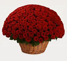 Премиум букет из: Розы в Красносельском